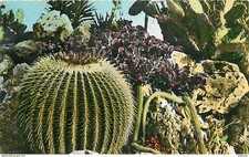 Flowers - Plants - Cactus - Principality of Monaco - The Exotic Garden - Cereus