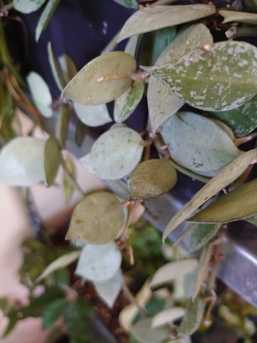 Hoya kroniana silver - hoya,