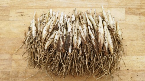 Bulbes ail des - 25, (ail