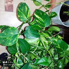 Lot De 2 Boutures De