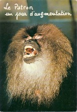 Postcard 10X15cm HUMOROUS ANIMALS monkey monkey the boss increase