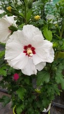 Hibiscus syriacus 'Red Heart'
