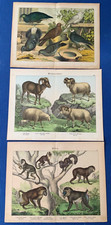 3 1886 SCHUBERT Antique print mouflon, sheep, spanish merino, primates, birds