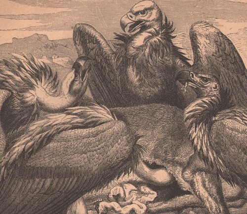 1878 gravure originale - , oiseaux