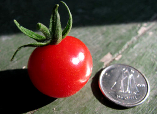 Graines tomate porte greffe - 25, porte-greffe