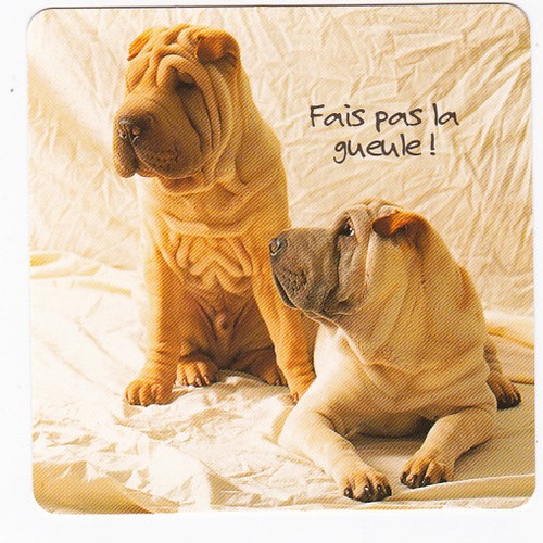 Chien chiot chiens carte - chien,