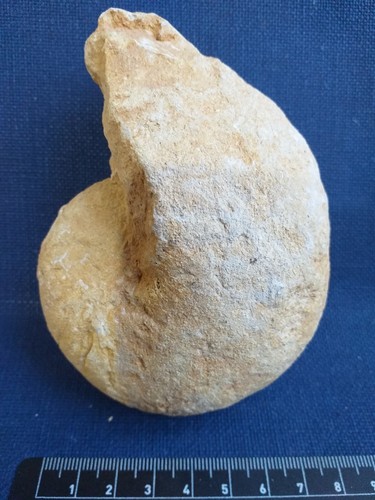 Nautile fossiles france - nautile,,