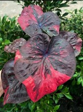 AUTHENTIC Caladium Chili Krakaphik 1 bulbs