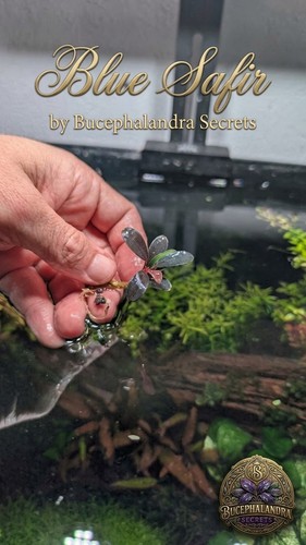 Bucephalandra blue safir - sp., safir"