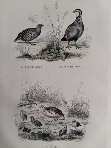 Oiseaux perdrix grise - perdrix,