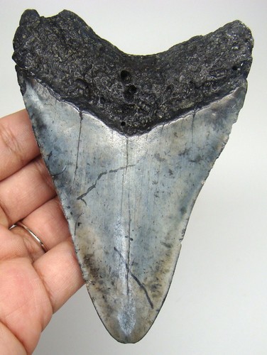 Megalodon shark tooth - tooth, real