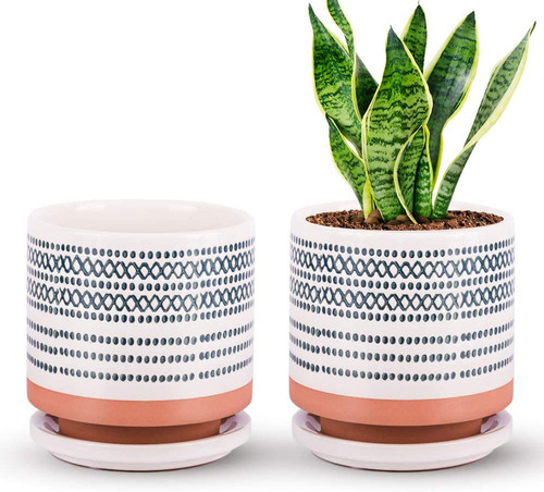 Succulent pots small flower - succulent,