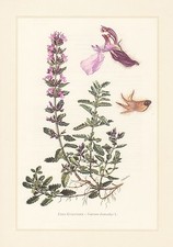 Edel-Gamander - Teucrium