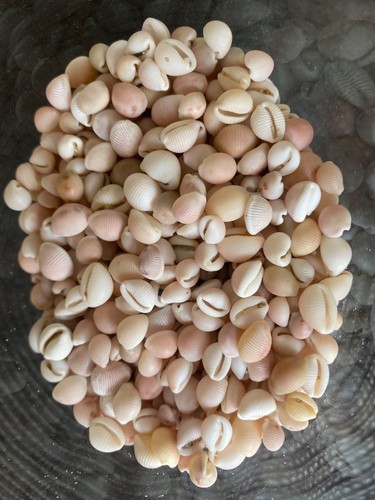 Coquillages porcelaine grains - coquillages:porcelaine,