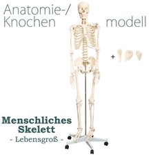 Squelette Humain Anatomie Modèle Anatomique Grandeur Nature MedMod 180 cm
