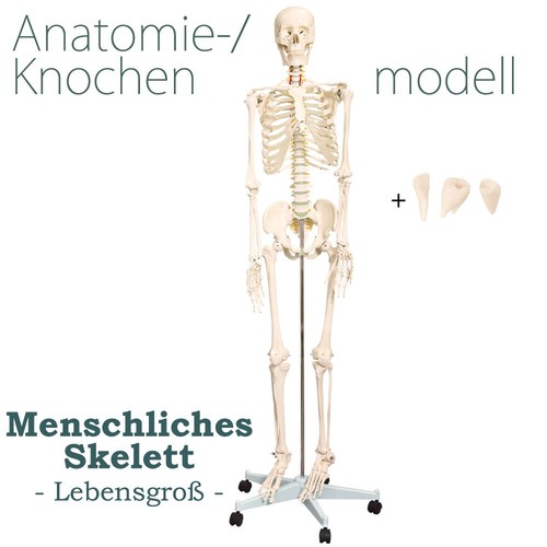 Squelette humain anatomie - squelette,