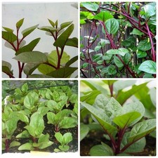 100 Graines de Baselle Basella