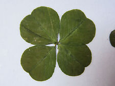 Receive, Offer 1 Genuine 4 LEAF CLOVER, The Ideal Lucky Charm