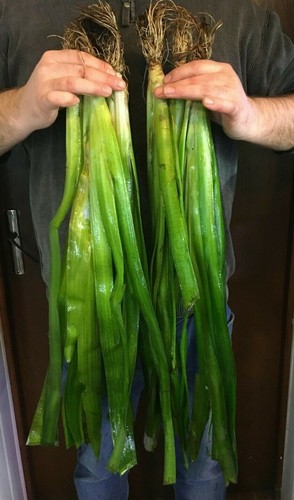 Grande vallisneria gigantea - vallisneria,
