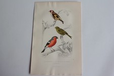 Gravure BUFFON Chardonneret