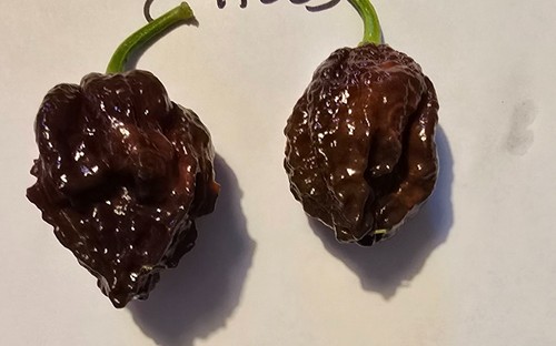 Graines piment - 20,