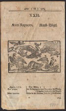 1777 gravure originale Oiseaux