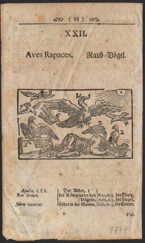 1777 gravure originale oiseaux - originale,