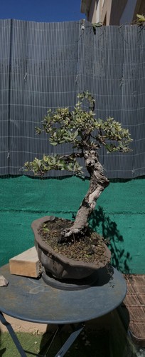 Bonsaï chene vert pot - chene,