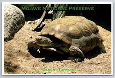 Postcard Mojave Desert Tortoise Reptile USA Unposted