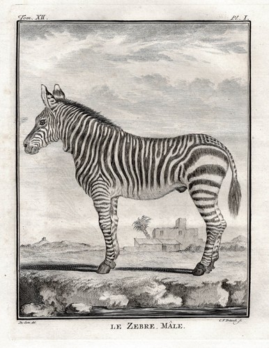 Zebra zebre animaux gravure - zebre,