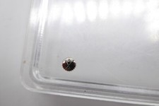 IWC Vintage Crown Steel 1824