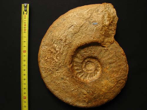 Ammonite aalénien - de,