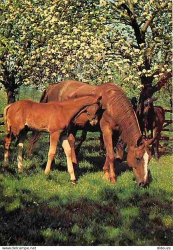 Carte postale animaux - postale,