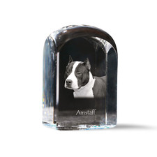 American Staffordshire