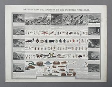 Animaux et insectes nuisibles