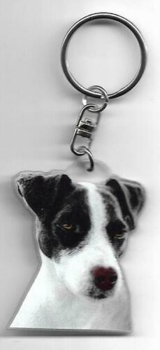 Jack russel chien - russel,