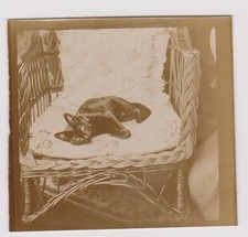 photo ancienne 🎞️ chat