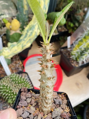 Pachypodium baronii var