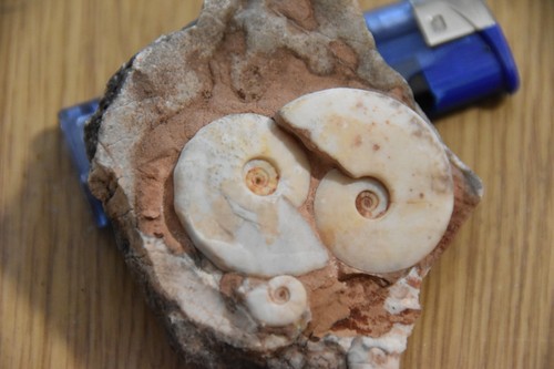 Ammonites truempyceras - 4,