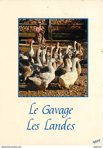 Carte postale animaux - carte,