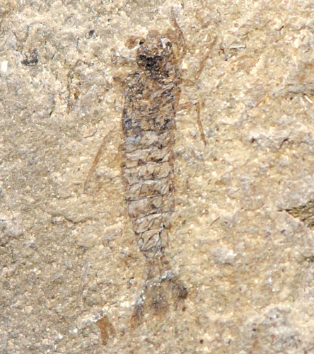 Magnifique rare fossile