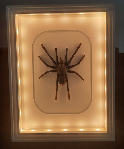 Curiosité taxidermie - curiosité,