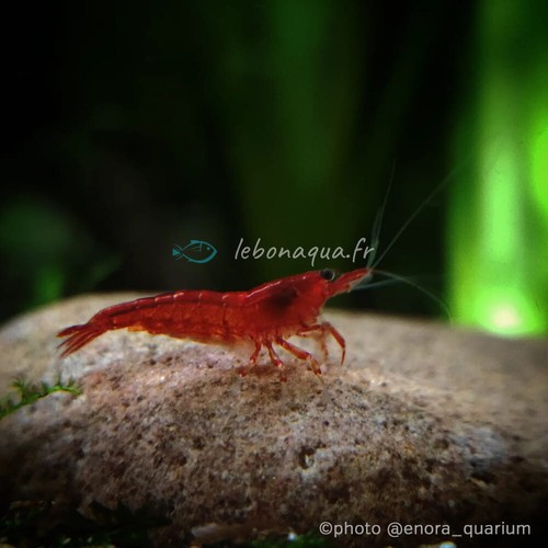 Lot crevettes bloody - lot, 10