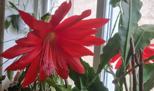 Plant epiphyllum disocactus - d'epiphyllum,