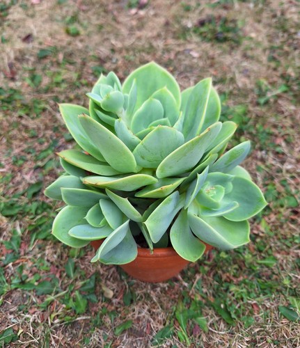 Echeveria peach pride - echeveria,