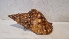 GROS COQUILLAGE / 24 cm /
