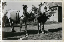 PHOTO ANCIENNE - VINTAGE