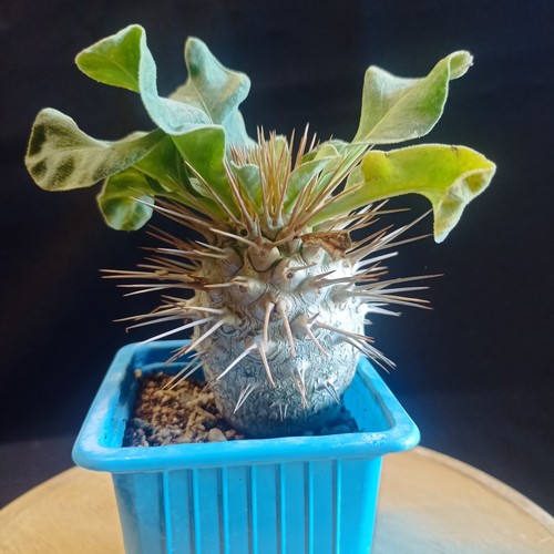 Pachypodium namaquanum - pachypodium,