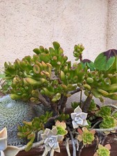 🏜  CRASSULA OVATA "HOBBIT"