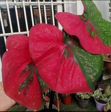 AUTHENTIC Caladium  Red Barret 1 bulbs